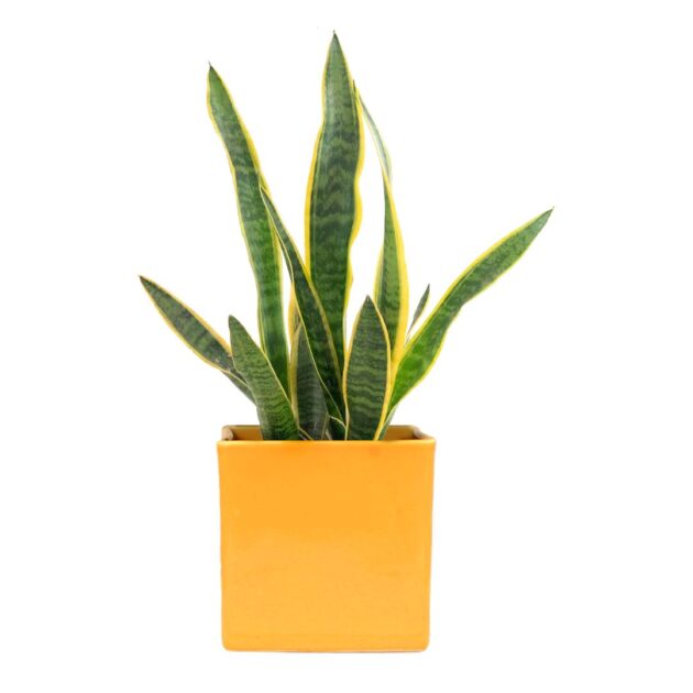 Sanseviera/Snake Plant - In Yellow Pot