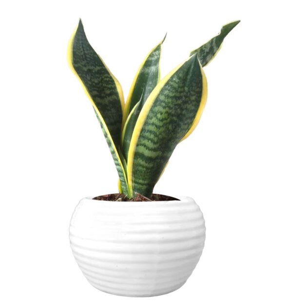 Sanseviera/Snake Plant - In White Pot